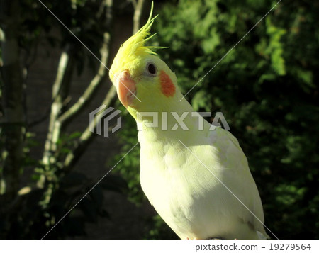 Cockatiels on hands Cockatiels on hands 19279564