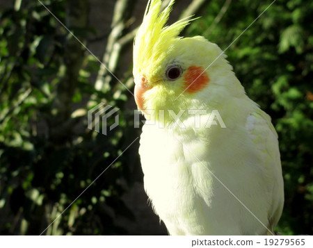 Cockatiels on hands 19279565