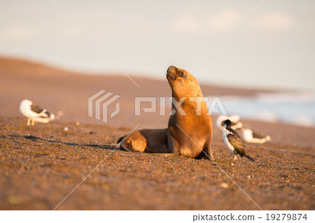 Male sea lion seal portrait on the beach Male sea lion seal portrait on the beach 19279874