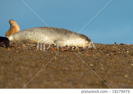 elephant seal on the beach in patagonia elephant seal on the beach in patagonia 19279878