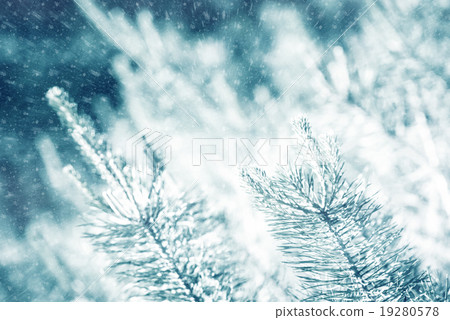 young pines young pines 19280578