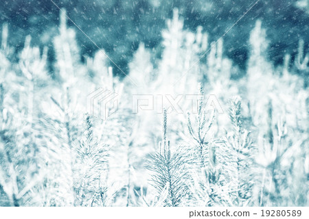 young pines young pines 19280589