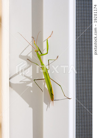 Praying Mantis insect in nature. Mantis religiosa. 19281174