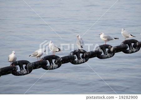 Seagull stops lined with chains of Hikawa Maru 19282900