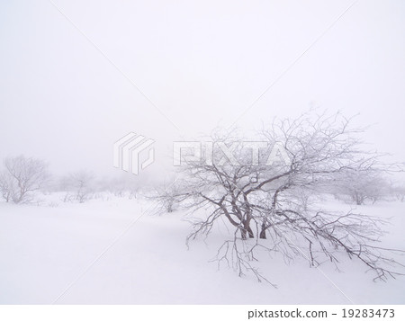 Snowscape, Kirigamine Plateau, Nagano Prefecture Snowscape, Kirigamine Plateau, Nagano Prefecture 19283473