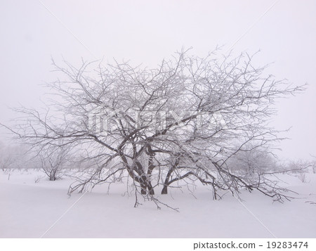 Snowscape, Kirigamine Plateau, Nagano Prefecture Snowscape, Kirigamine Plateau, Nagano Prefecture 19283474