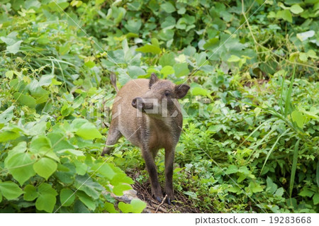 野豬 野豬 19283668