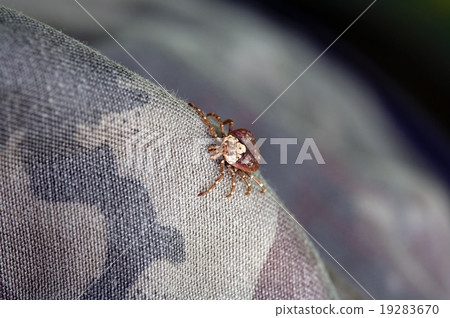 Takasago killera tick Takasago killera tick 19283670