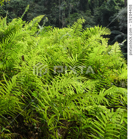 Forest Green Fern Background Forest Green Fern Background 19284408