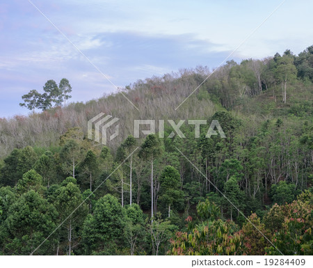 Nature green forest and plantation Nature green forest and plantation 19284409