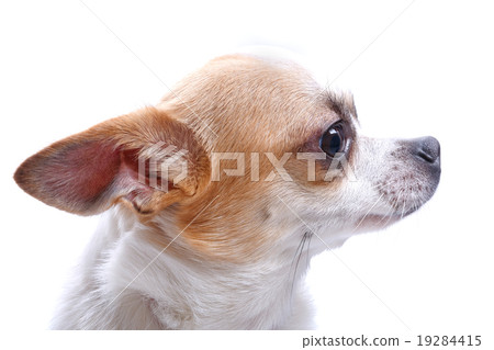 Dog portrait 19284415
