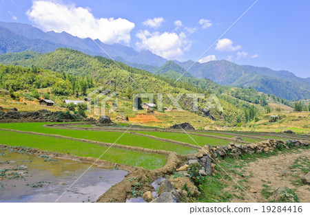 Sapa rice field, Vietnam 19284416