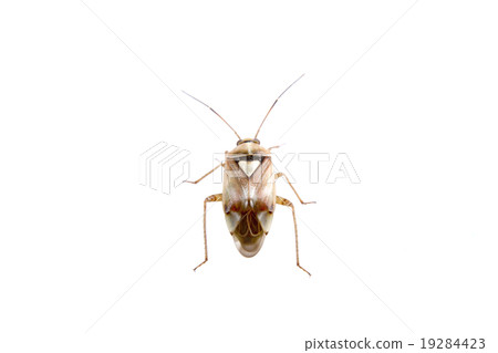 Brown shield bug on a white background 19284423
