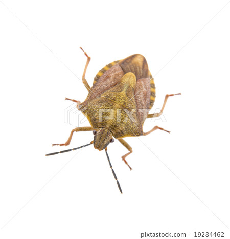 Brown shield bug on a white background Brown shield bug on a white background 19284462