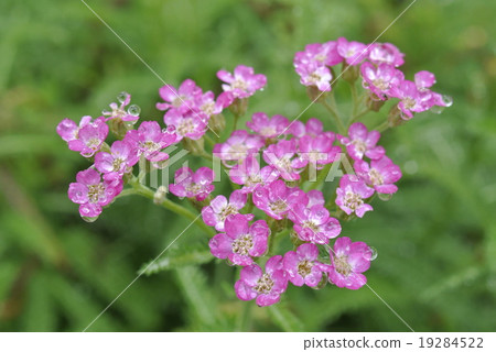 西方看到早晨露水濕草 19284522