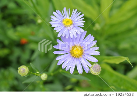 Yuzen chrysanthemum wet in the rain 19284528