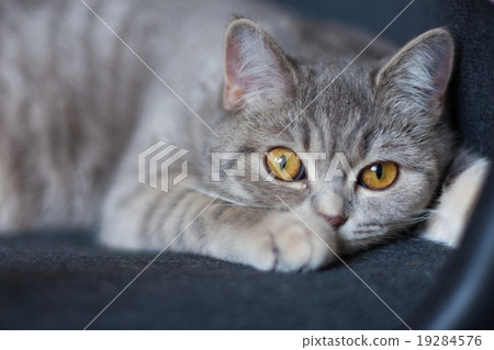 cat 19284576
