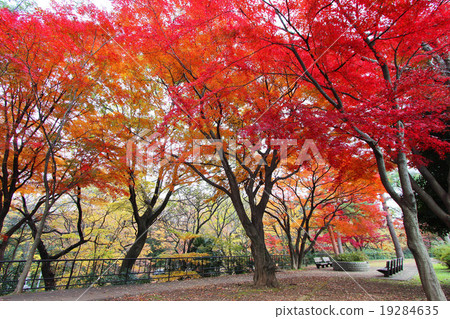 和田Hori公園秋葉 19284635