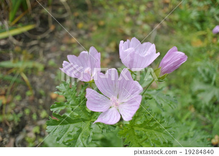 Muskmaro blooms quietly Muskmaro blooms quietly 19284840