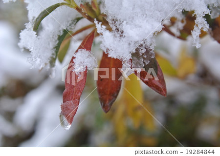 Flower of wet rain 19284844