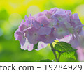  繡球 19284929