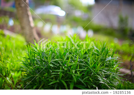 green plants with a blurred background back green plants with a blurred background back 19285136