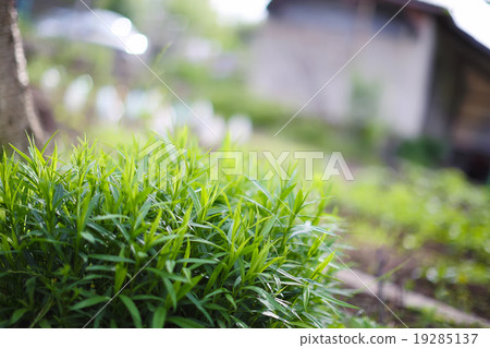 green plants with a blurred background back 19285137