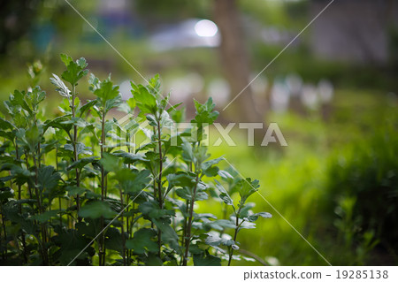 green plants with a blurred background back green plants with a blurred background back 19285138