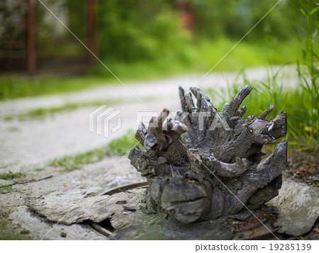 tree stump with a blurred background back tree stump with a blurred background back 19285139
