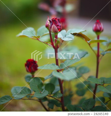 roses in the garden roses in the garden 19285140
