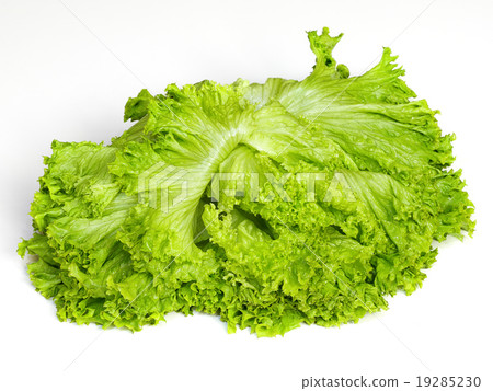fresh lettuce 19285230