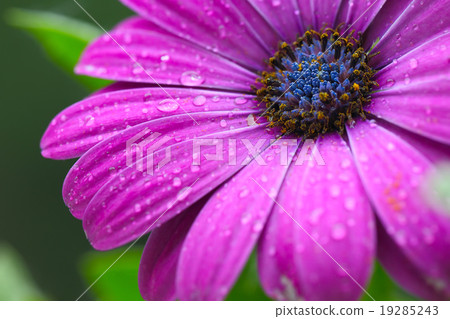 beautiful purple daisy in the morning dew beautiful purple daisy in the morning dew 19285243