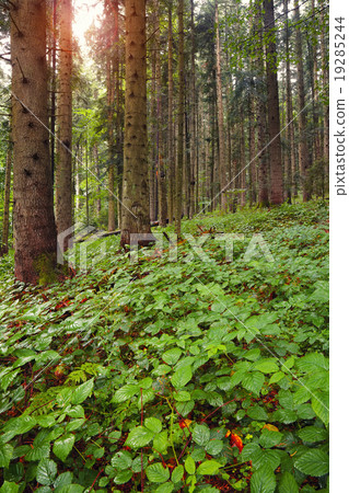 brambles in the forest at dawn brambles in the forest at dawn 19285244