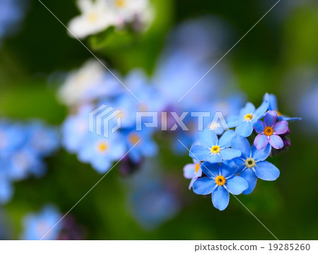 Forget me not flowers Forget me not flowers 19285260