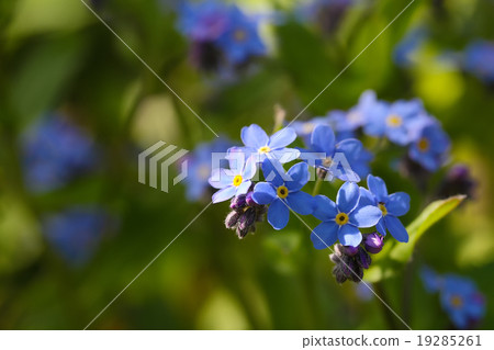Forget me not flowers Forget me not flowers 19285261