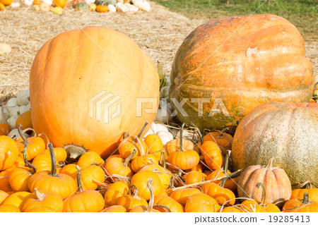 Pumpkin harvest season on the farm 19285413