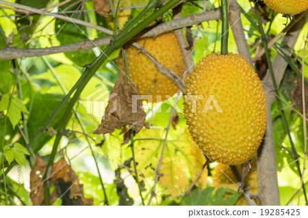 Spring Bitter Cucmber or Gac fruit 19285425