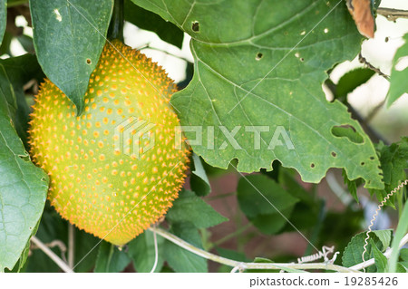 Spring Bitter Cucmber or Gac fruit 19285426