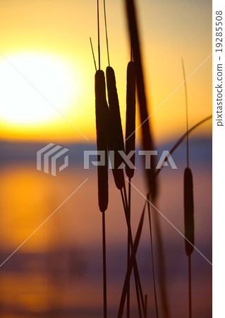 silhouette of reeds at sunset silhouette of reeds at sunset 19285508