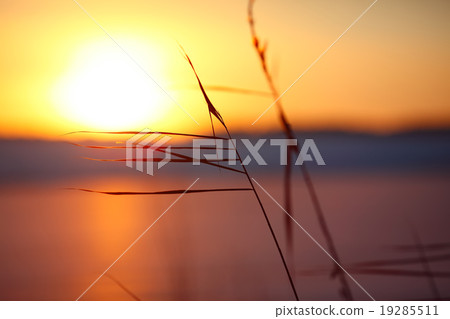 silhouette of reeds at sunset 19285511