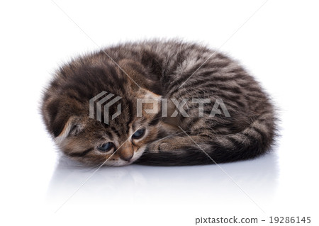 Lop-eared kitten on a magnificent background 19286145