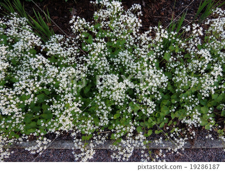 Blooming saxifrage, Saxifraga aff. Cherlerioides 19286187
