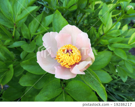 Flower tree peony (Paeonia), a family of propionic Flower tree peony (Paeonia), a family of propionic 19286217