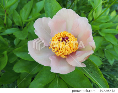 Flower tree peony (Paeonia), a family of propionic Flower tree peony (Paeonia), a family of propionic 19286218
