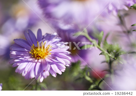 purple Chrysanthemums flowers purple Chrysanthemums flowers 19286442