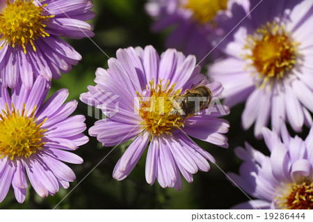 purple Chrysanthemums flowers with bee purple Chrysanthemums flowers with bee 19286444