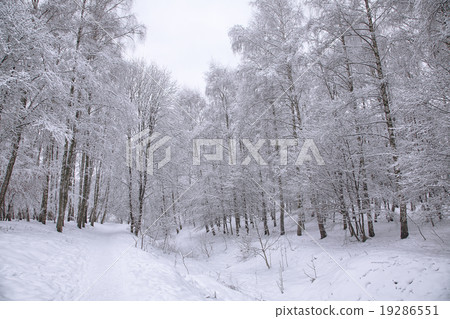 Snow-covered trees in the city park Snow-covered trees in the city park 19286551