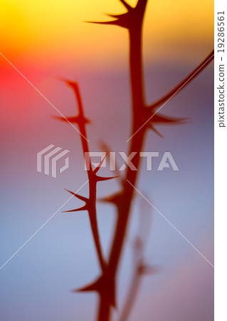abstract silhouette spikes at sunset 19286561