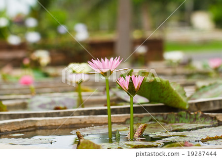 Purple lotus. 19287444