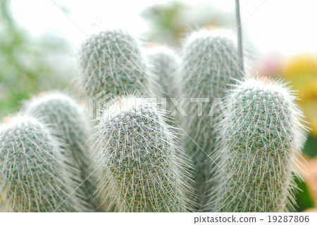 colorful cactus, close up image colorful cactus, close up image 19287806